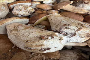 Fungo porcino fresco di giornata appennino emiliano. 25 euro al kg.